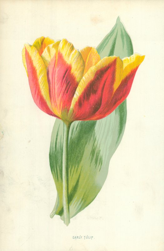 Raný tulipán od Frederick Edward Hulme