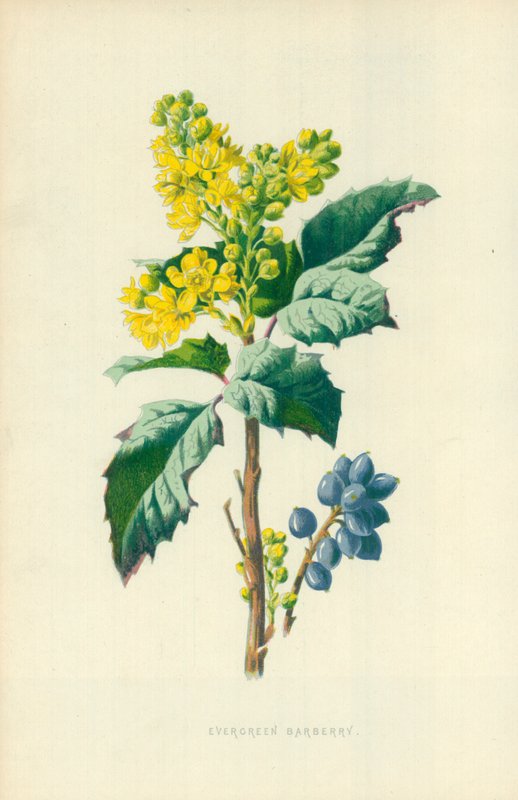 Stálezelený dřišťál od Frederick Edward Hulme