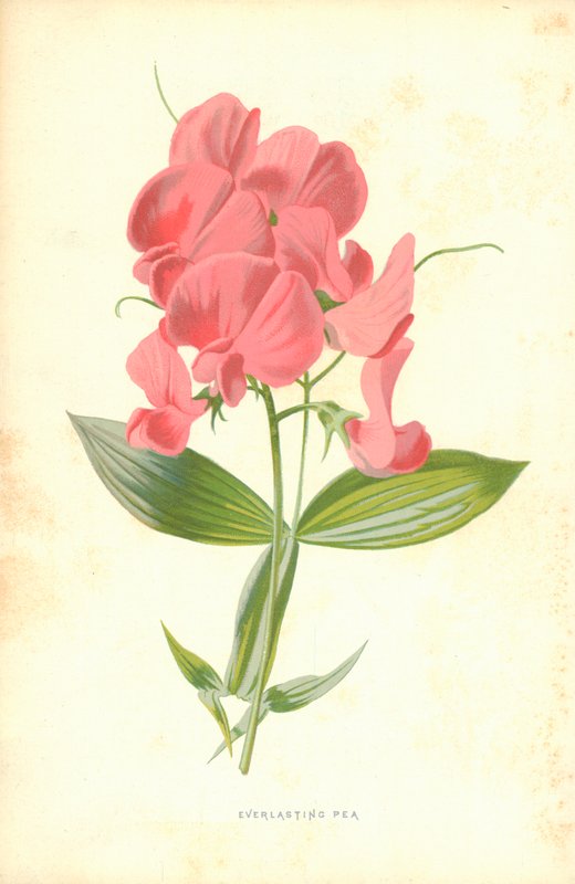 Věčný hrášek od Frederick Edward Hulme