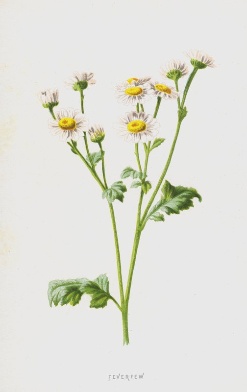 Feverfew (chromolitho) od Frederick Edward Hulme