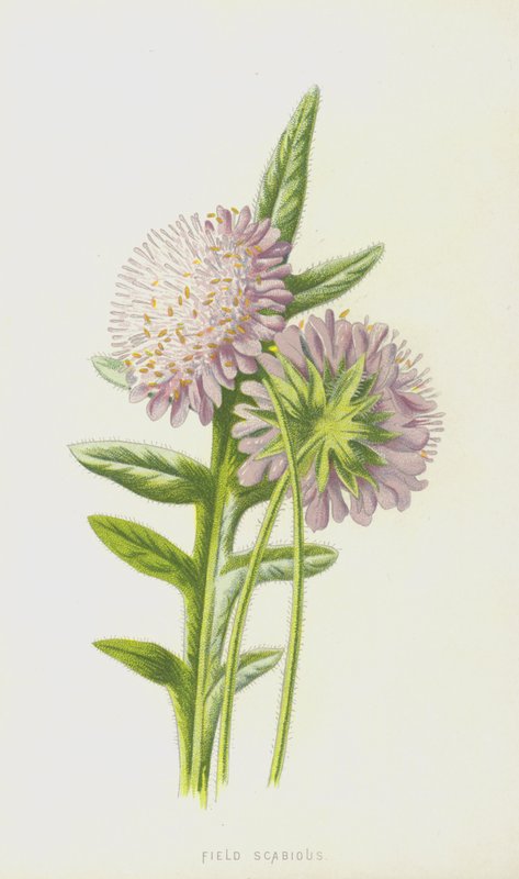 svrab polní (chromolitho) od Frederick Edward Hulme