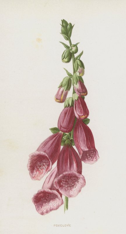 Náprstník (chromolitho) od Frederick Edward Hulme