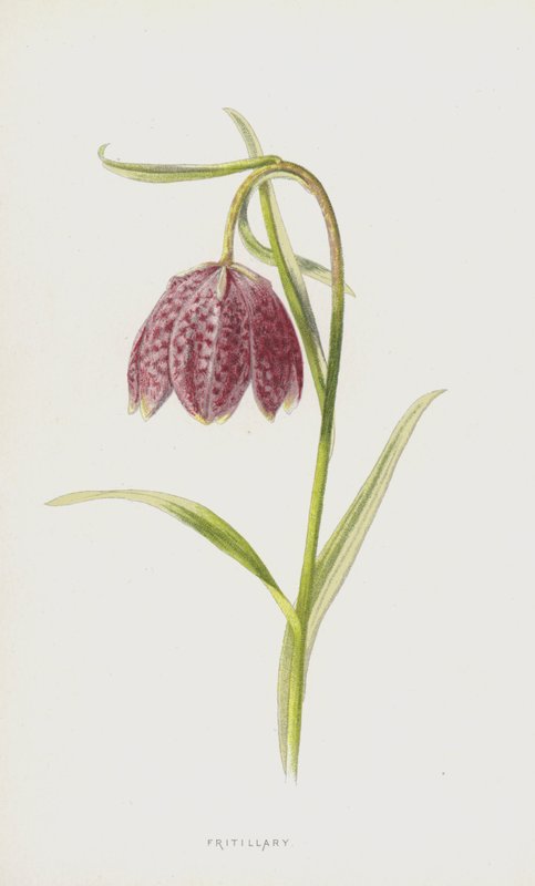 Fritillary (chromolitho) od Frederick Edward Hulme