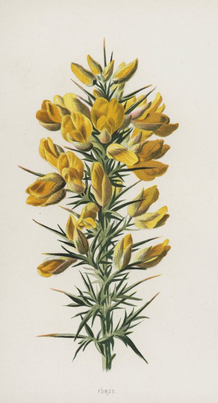Furze (chromolitho) od Frederick Edward Hulme