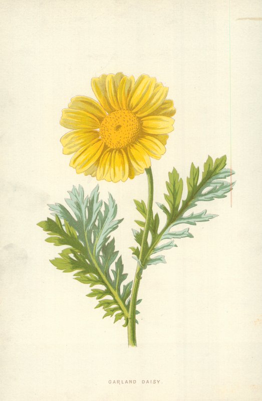 Garland Daisy od Frederick Edward Hulme