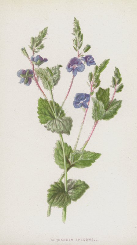 Germander Speedwell (chromolitho) od Frederick Edward Hulme