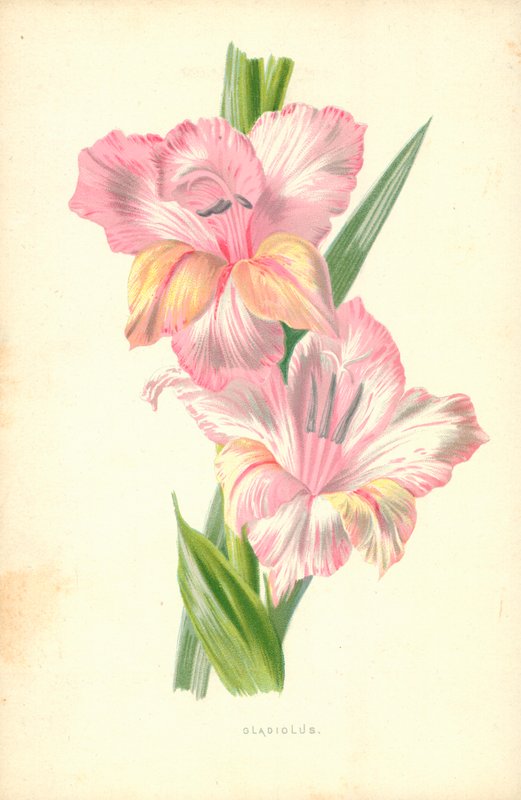 Mečík od Frederick Edward Hulme
