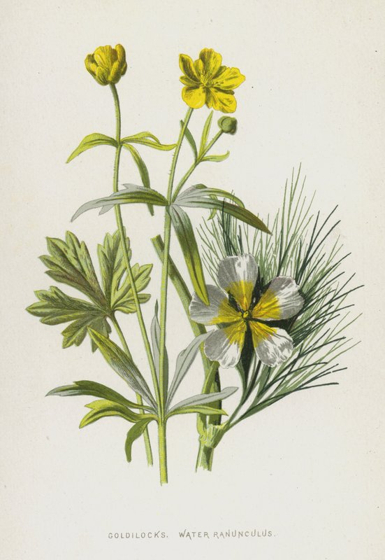 Zlatovláska, pryskyřník vodní (chromolitho) od Frederick Edward Hulme