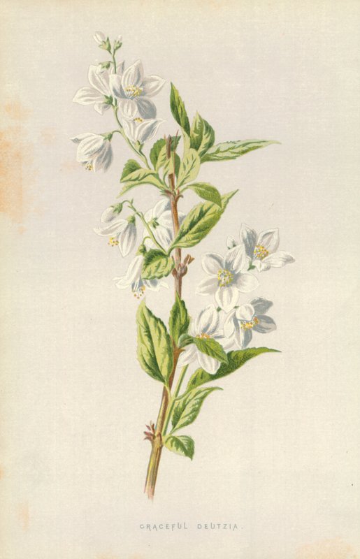 Půvabná Deutzia od Frederick Edward Hulme