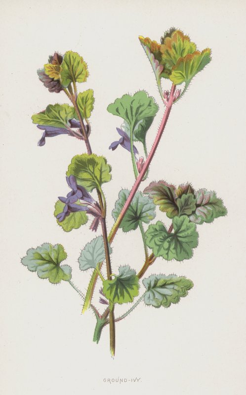Břečťan zemní (chromolitho) od Frederick Edward Hulme