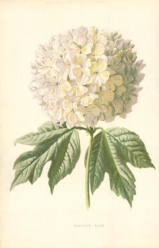 Guelder Rose od Frederick Edward Hulme