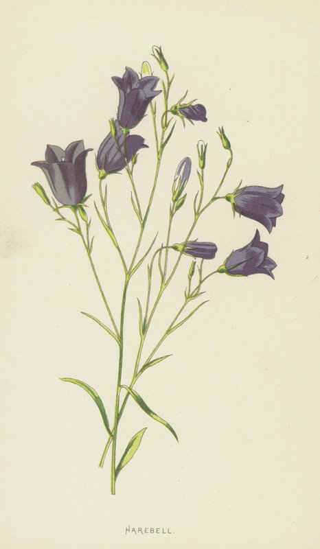 Harebell (chromolitho) od Frederick Edward Hulme