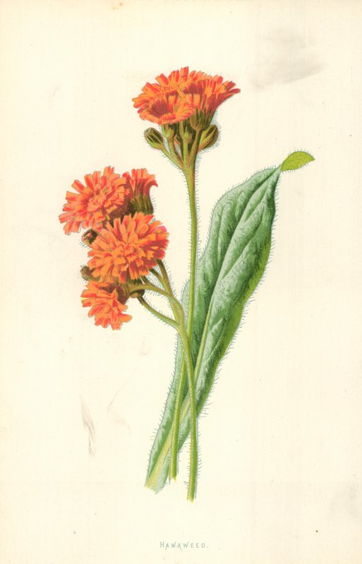 Jestřábník od Frederick Edward Hulme