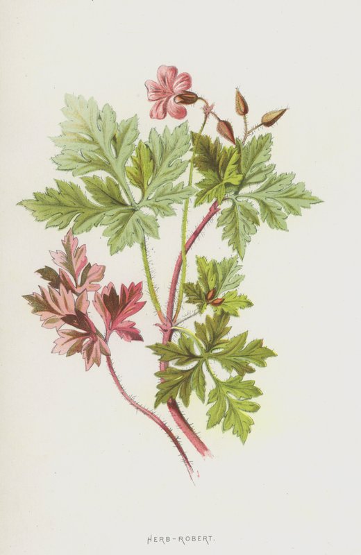 Herb-Robert (chromolitho) od Frederick Edward Hulme
