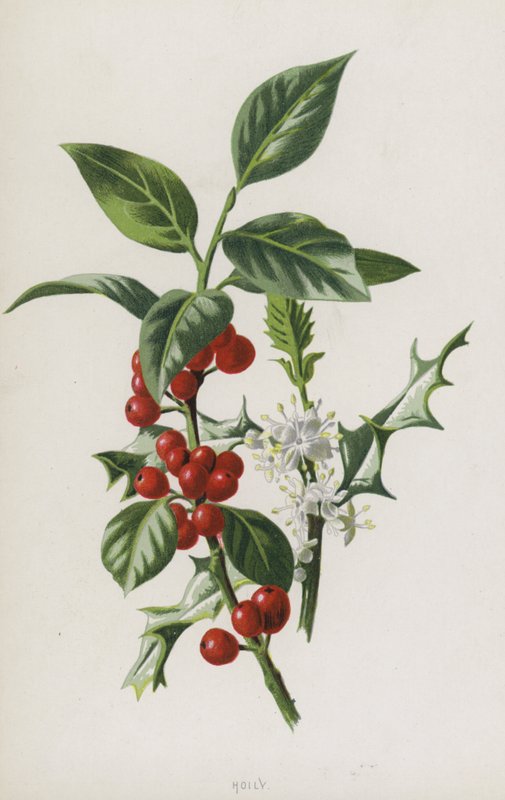 Holly (chromolit) od Frederick Edward Hulme
