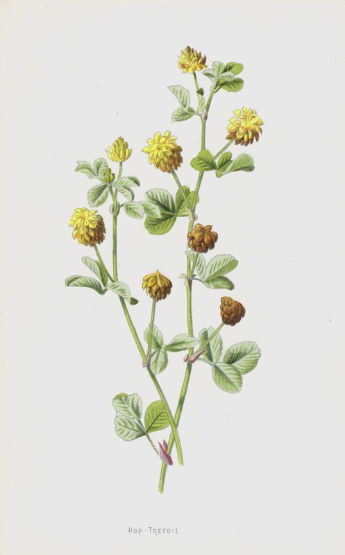 Chmelový trojlístek (chromolitho) od Frederick Edward Hulme