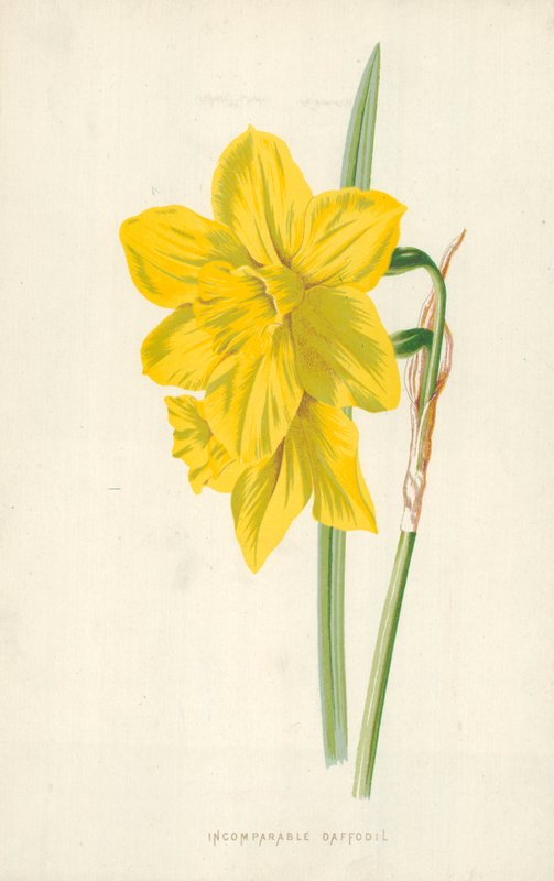 Nesrovnatelný narcis od Frederick Edward Hulme