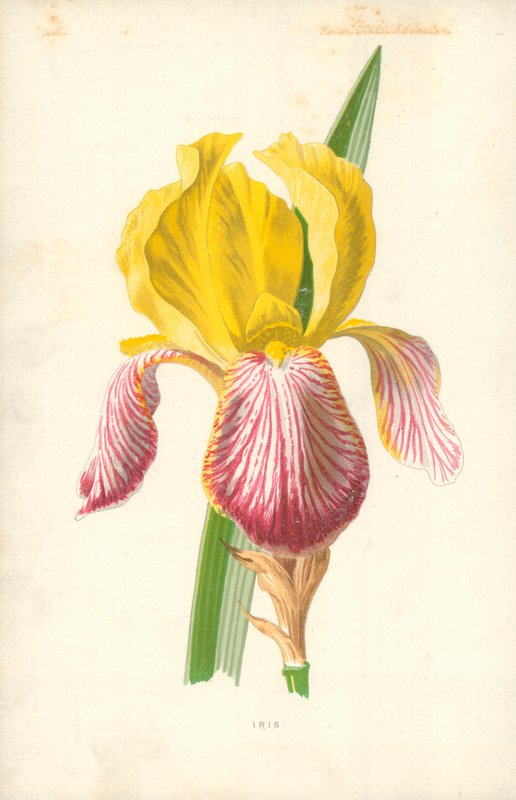 Duhovka od Frederick Edward Hulme