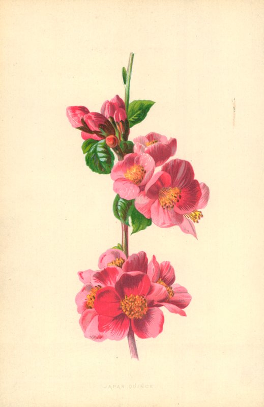 kdoule japonská od Frederick Edward Hulme