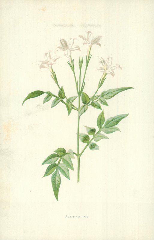 Jasmín od Frederick Edward Hulme