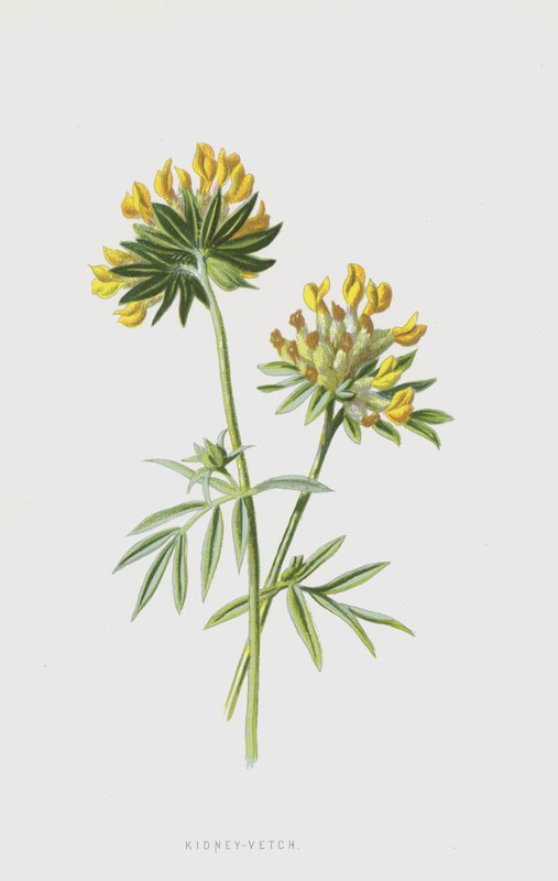 ledvinová vikev (chromolitho) od Frederick Edward Hulme
