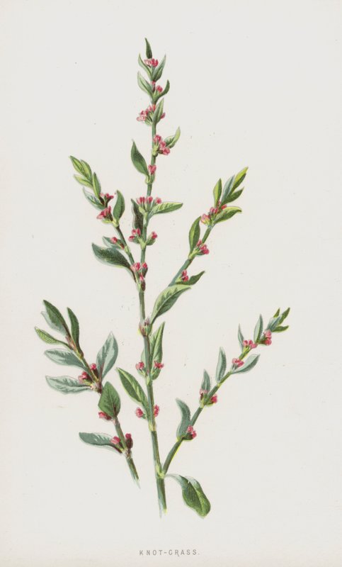 Knot-Grass (chromolit) od Frederick Edward Hulme