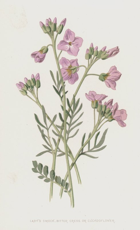 Ladys Smock, Bitter Cress nebo Cuckooflower (chromolitho) od Frederick Edward Hulme