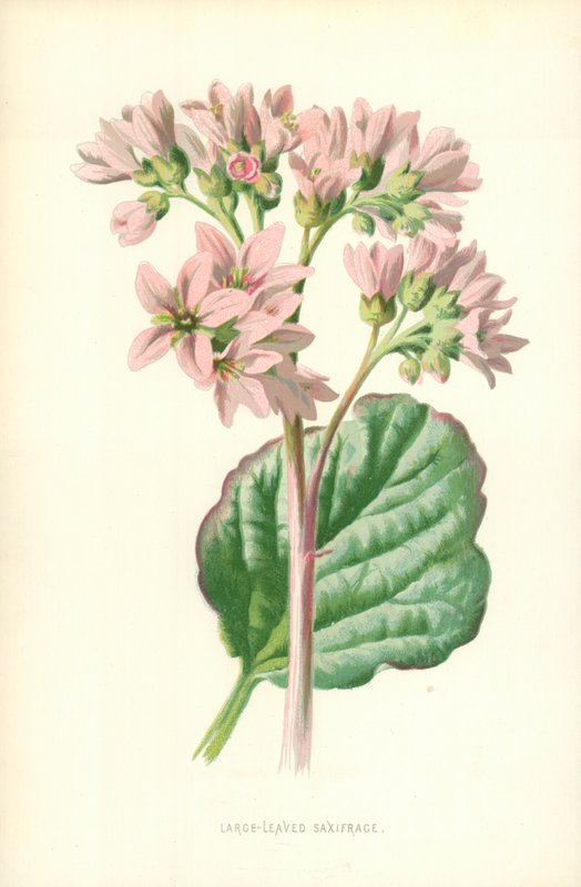 Lomikámen velkolistý od Frederick Edward Hulme