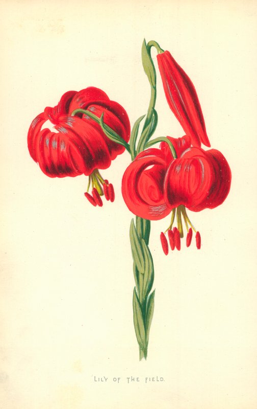 Lilie polní od Frederick Edward Hulme