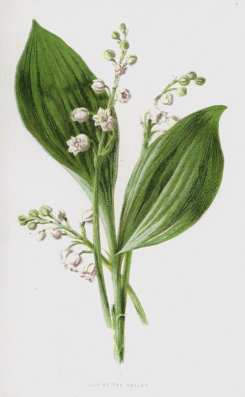 Konvalinka (chromolitho) od Frederick Edward Hulme