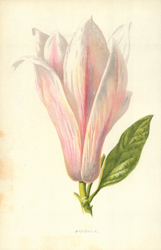 Magnolia od Frederick Edward Hulme
