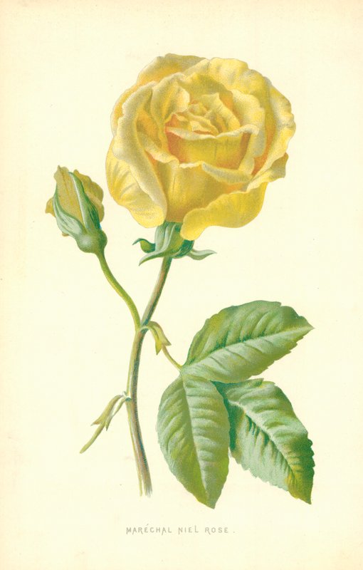 maršál Niel Rose od Frederick Edward Hulme
