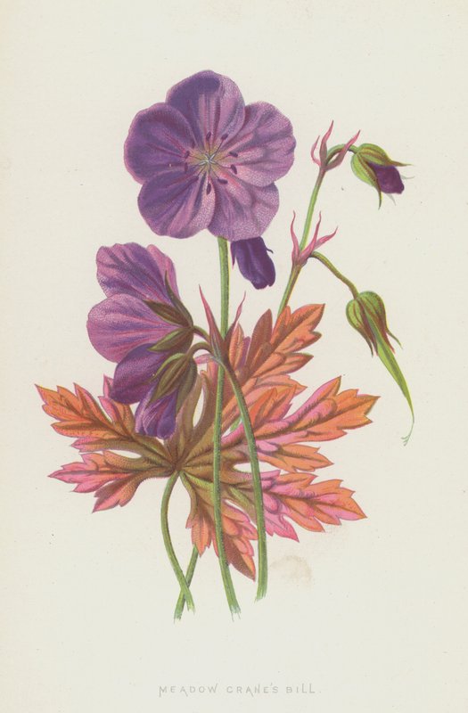 Meadow Cranes Bill (chromolitho) od Frederick Edward Hulme
