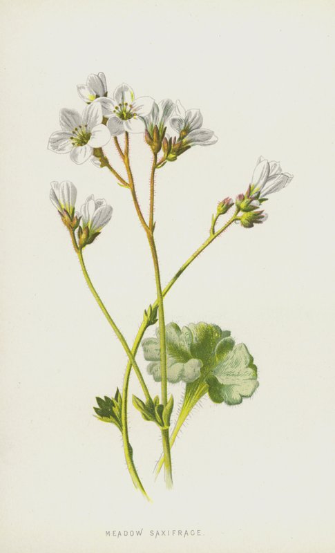 Lomikámen luční (chromolitho) od Frederick Edward Hulme