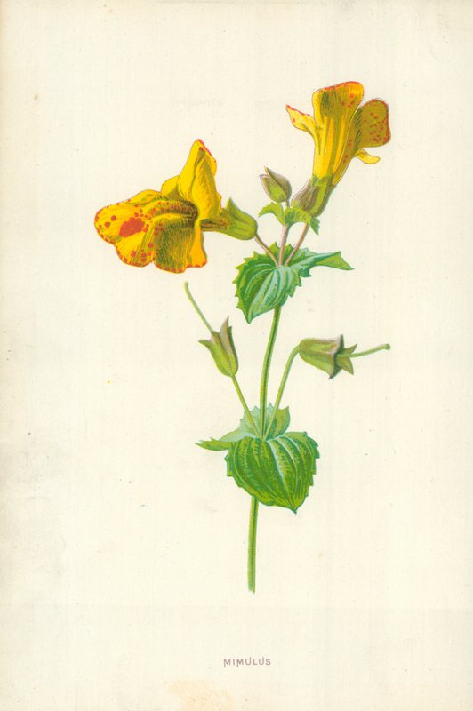Mimulus od Frederick Edward Hulme