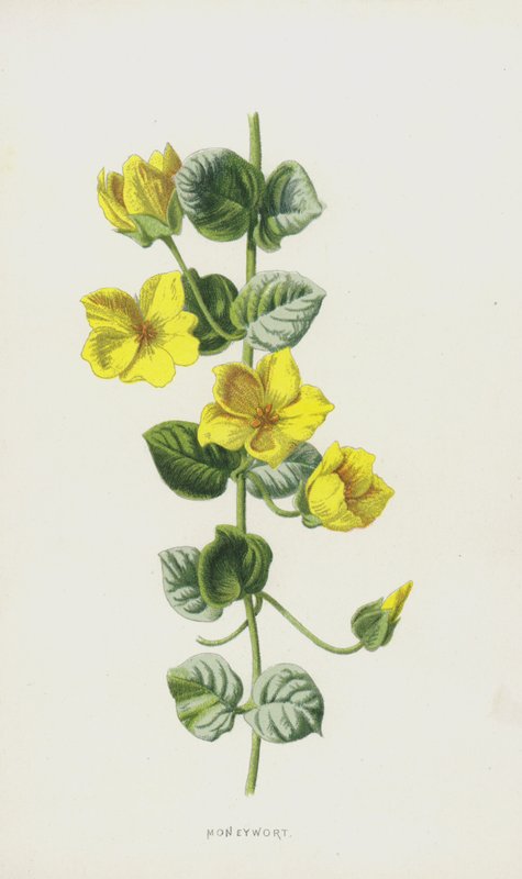 Moneywort (chromolitho) od Frederick Edward Hulme