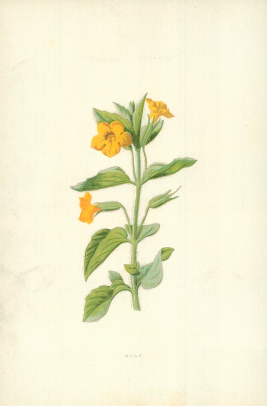 Pižmo od Frederick Edward Hulme