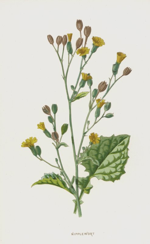 vsuvka bradavková (chromolitho) od Frederick Edward Hulme