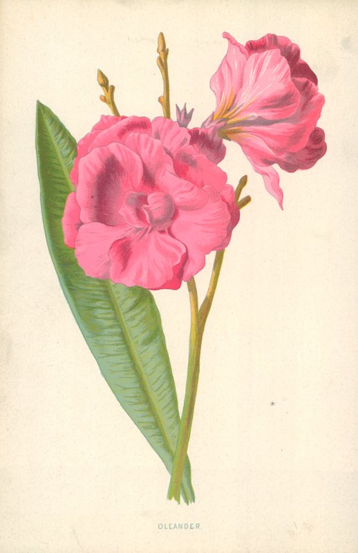 Oleandr od Frederick Edward Hulme
