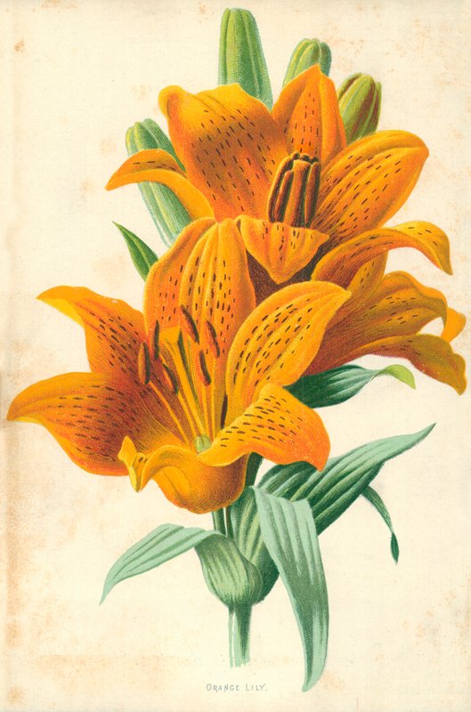 Oranžová lilie od Frederick Edward Hulme