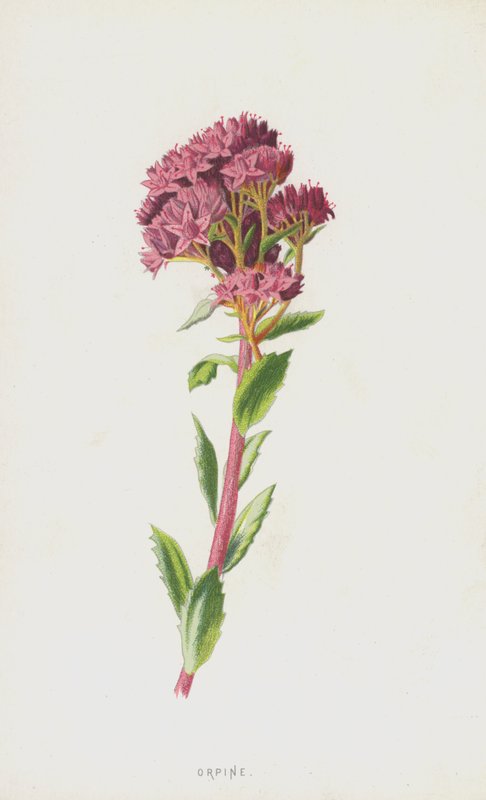 Orpin (chromolitho) od Frederick Edward Hulme