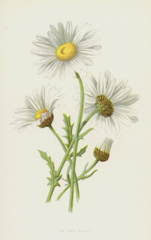 Ox-Eye Daisy (chromolitho) od Frederick Edward Hulme