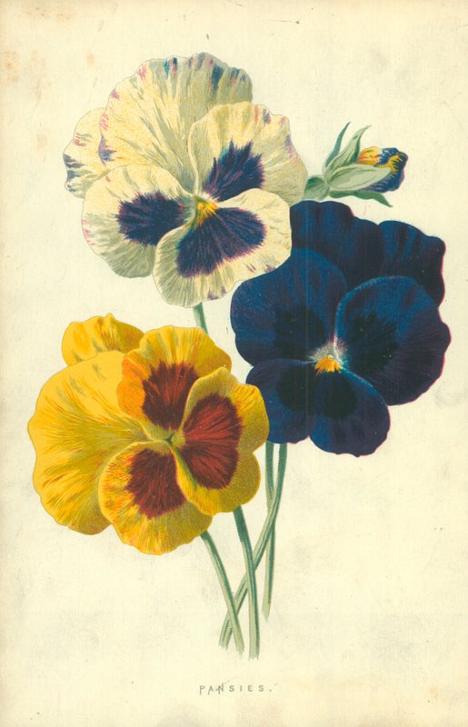 Macešky od Frederick Edward Hulme