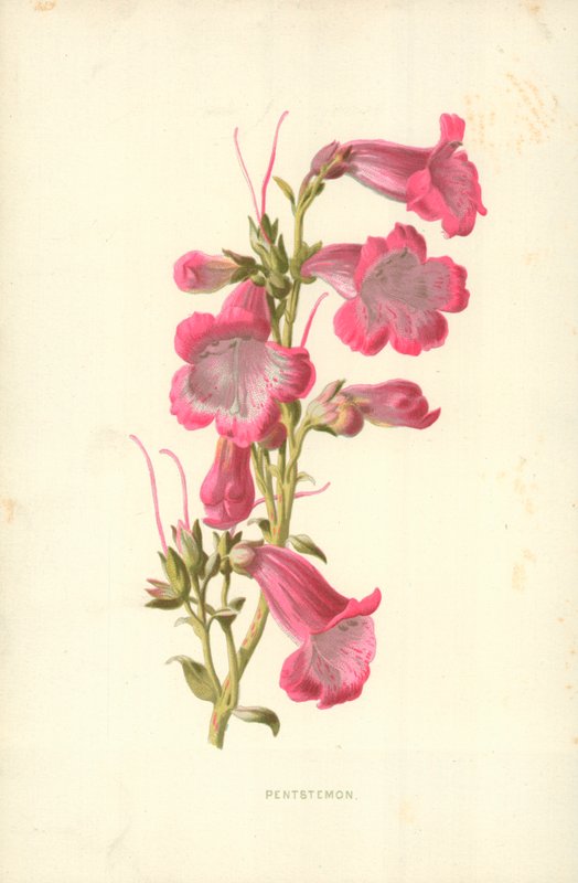 Penttemon od Frederick Edward Hulme