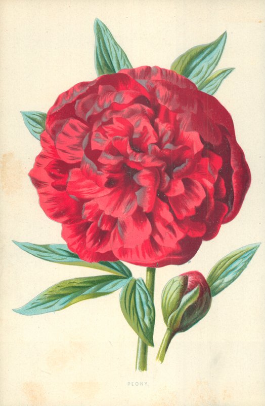 Pivoňka od Frederick Edward Hulme