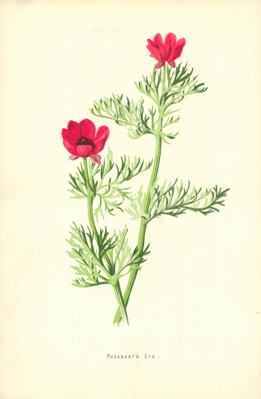 Bažantí oko od Frederick Edward Hulme