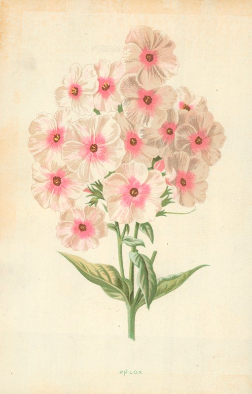 Flox od Frederick Edward Hulme