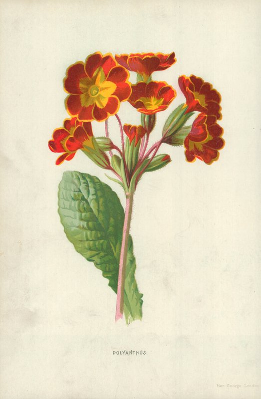 Prvosenka od Frederick Edward Hulme
