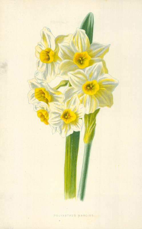 Polyanthus Narciss od Frederick Edward Hulme