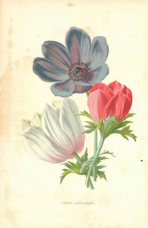 Poppy-Anemone od Frederick Edward Hulme